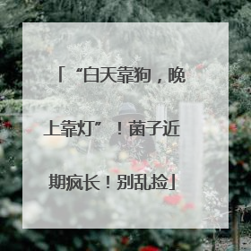 “白天靠狗，晚上靠灯”！菌子近期疯长！别乱捡