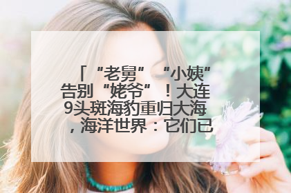 “老舅”“小姨”告别“姥爷”！大连9头斑海豹重归大海，海洋世界：它们已具备野外生存能力