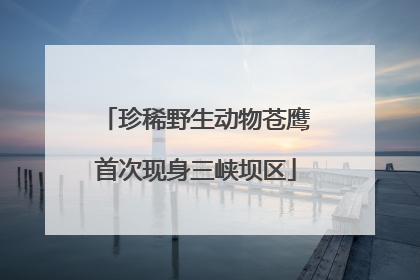 珍稀野生动物苍鹰首次现身三峡坝区