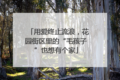 用爱终止流浪，花园街区里的“毛孩子”也想有个家