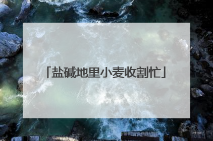 盐碱地里小麦收割忙