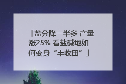 盐分降一半多 产量涨25% 看盐碱地如何变身“丰收田”