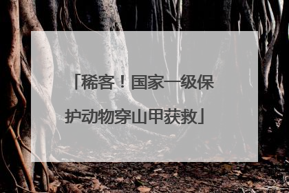 稀客！国家一级保护动物穿山甲获救