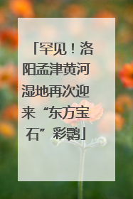 罕见！洛阳孟津黄河湿地再次迎来“东方宝石”彩鹮