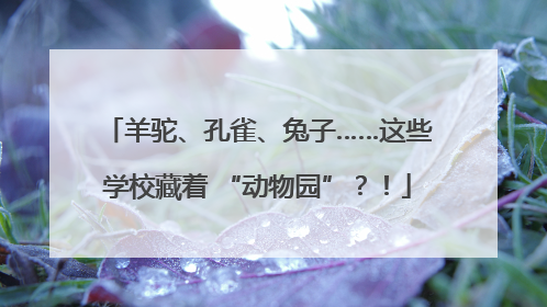 羊驼、孔雀、兔子……这些学校藏着 “动物园”？！