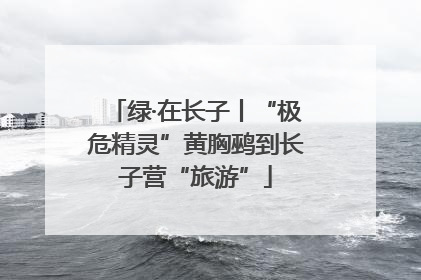 绿·在长子丨“极危精灵”黄胸鹀到长子营“旅游”