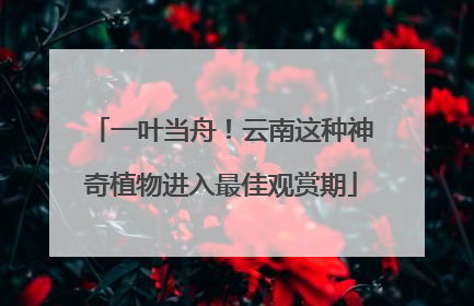 一叶当舟！云南这种神奇植物进入最佳观赏期