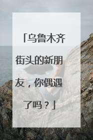 乌鲁木齐街头的新朋友，你偶遇了吗？