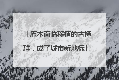 原本面临移植的古樟群，成了城市新地标