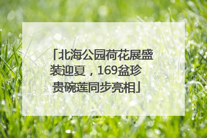北海公园荷花展盛装迎夏，169盆珍贵碗莲同步亮相