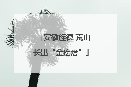 安徽旌德 荒山长出“金疙瘩”