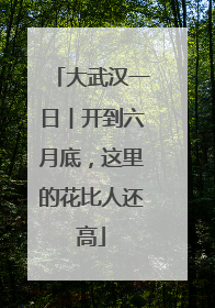 大武汉一日︱开到六月底，这里的花比人还高
