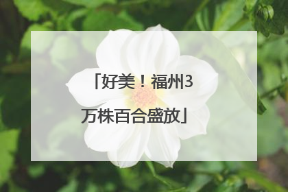 好美！福州3万株百合盛放