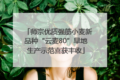 师宗优质强筋小麦新品种“云麦80”旱地生产示范喜获丰收