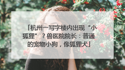 杭州一写字楼内出现“小狐狸”？兽医院院长：普通的宠物小狗，像狐狸犬
