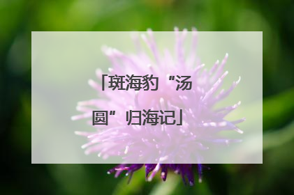 斑海豹“汤圆”归海记