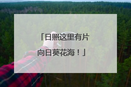 日照这里有片向日葵花海！