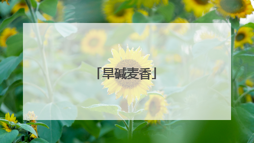 旱碱麦香