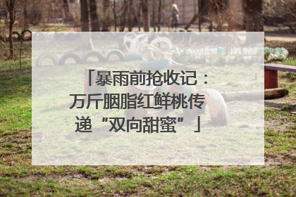 暴雨前抢收记：万斤胭脂红鲜桃传递“双向甜蜜”