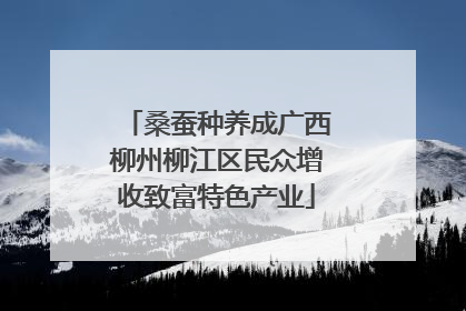桑蚕种养成广西柳州柳江区民众增收致富特色产业