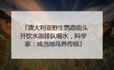澳大利亚野生鹦鹉街头开饮水器排队喝水，科学家：成当地鸟界传统