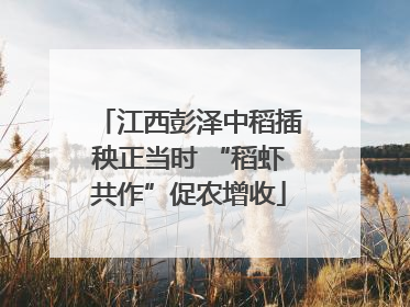 江西彭泽中稻插秧正当时 “稻虾共作”促农增收