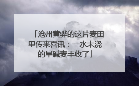 沧州黄骅的这片麦田里传来喜讯：一水未浇的旱碱麦丰收了