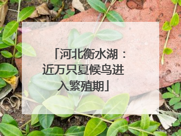河北衡水湖：近万只夏候鸟进入繁殖期