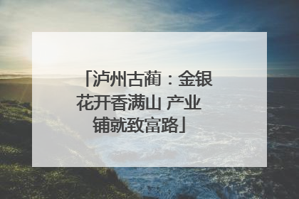泸州古蔺：金银花开香满山 产业铺就致富路