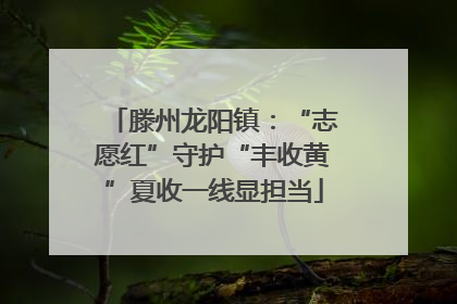 滕州龙阳镇：“志愿红”守护“丰收黄”夏收一线显担当