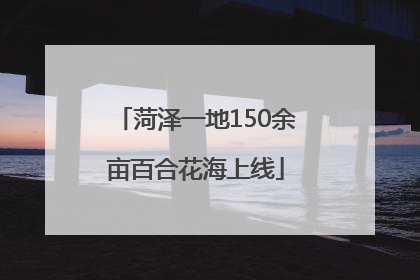 菏泽一地150余亩百合花海上线