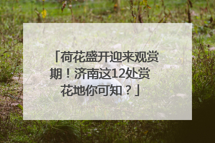 荷花盛开迎来观赏期！济南这12处赏花地你可知？