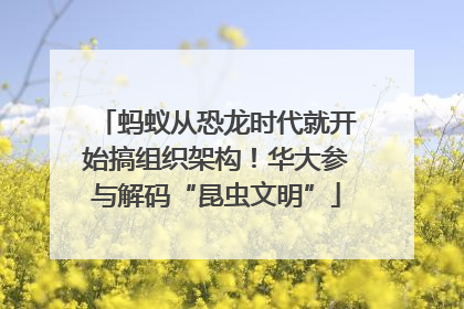 蚂蚁从恐龙时代就开始搞组织架构！华大参与解码“昆虫文明”