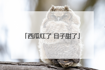 西瓜红了 日子甜了