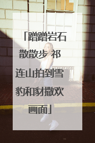 蹭蹭岩石散散步 祁连山拍到雪豹和豺撒欢画面