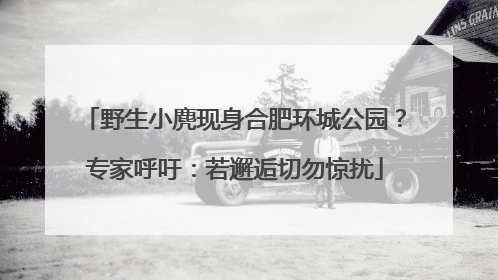 野生小麂现身合肥环城公园？专家呼吁：若邂逅切勿惊扰