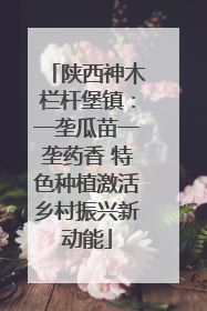 陕西神木栏杆堡镇：一垄瓜苗一垄药香 特色种植激活乡村振兴新动能