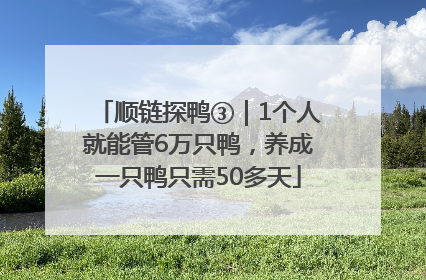 顺链探鸭③｜1个人就能管6万只鸭，养成一只鸭只需50多天