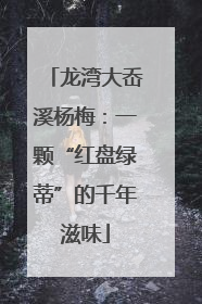 龙湾大岙溪杨梅：一颗“红盘绿蒂”的千年滋味