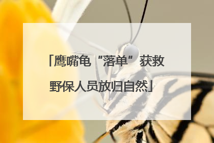 鹰嘴龟“落单”获救 野保人员放归自然