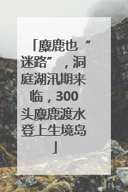 麋鹿也“迷路”，洞庭湖汛期来临，300头麋鹿渡水登上生境岛