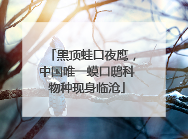 黑顶蛙口夜鹰，中国唯一蟆口鸱科物种现身临沧