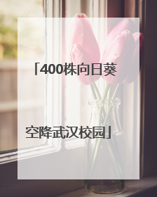 400株向日葵空降武汉校园